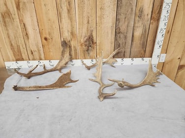 9.3 Lbs Of Fallow Deer Antlers