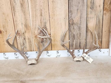 2 Sets Of Whitetail Antlers On Skull Plate