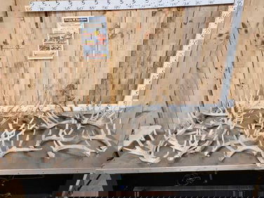 35.8 Lbs Of Whitetail Shed Antlers