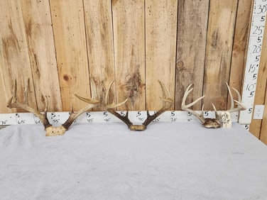 3 Sets Of Whitetail Antlers On Skull Plate