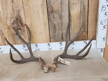 Vintage 5x5 Mule Deer Antlers On Split Skull Plate