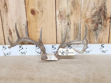 Freak Main Frame 5x5 Wild Whitetail Antlers On Skull Plate