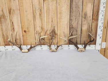 3 Sets Of Whitetail Antlers On Skull Plate