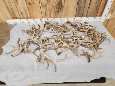 29.6 Lbs Of Whitetail Cut Off Antlers