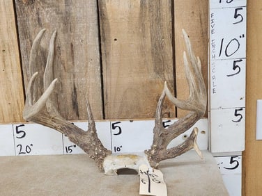 Wild 5x5 Double Main Beam Whitetail Antlers On Skull Plate