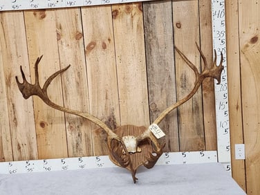 Caribou Antlers On Plaque