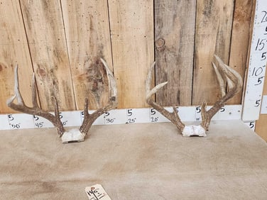 2 Sets Of Whitetail Antlers On Skull Plate