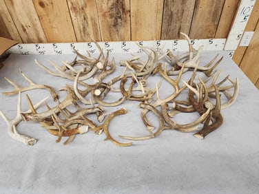 23.1 Lbs Of Whitetail Antlers
