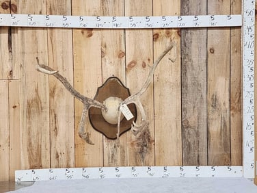 Caribou Antlers On Plaque