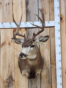 Nontypical 5x5 Mule Deer Shoulder Mount Taxidermy