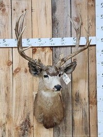 Big 5x5 Mule Deer Shoulder Mount Taxidermy