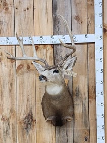 6x5 Mule Deer Shoulder Mount Taxidermy