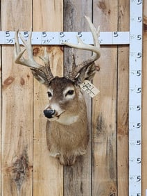 5x5 Whitetail Shoulder Mount Taxidermy