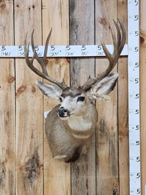 26.6 6x6 Mule Deer Shoulder Mount Taxidermy