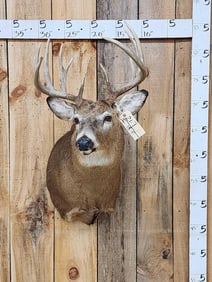5x5 Whitetail Shoulder Mount Taxidermy
