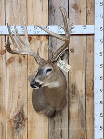 200 Class Whitetail Shoulder Mount Taxidermy
