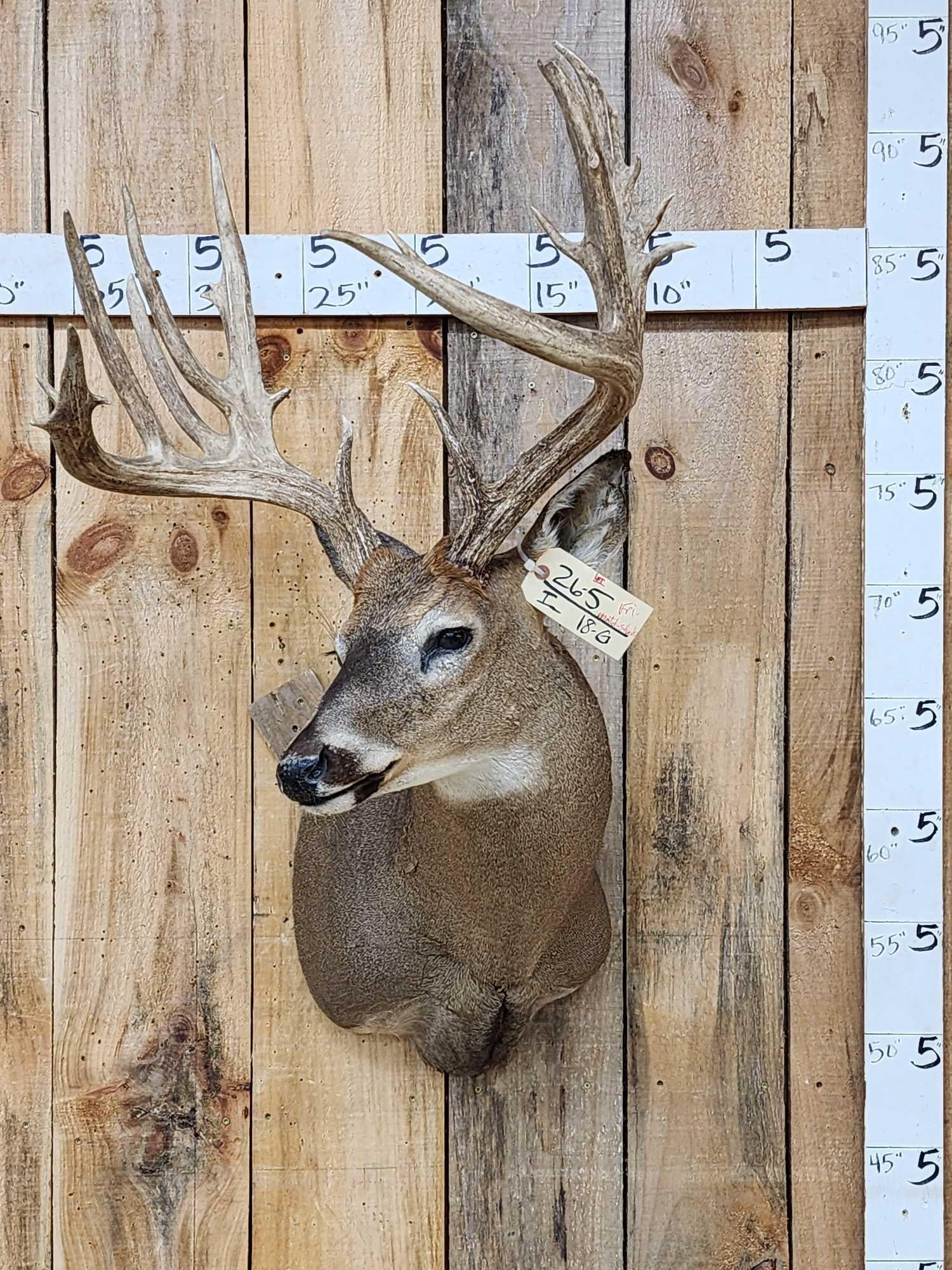 200 Class Whitetail Shoulder Mount Taxidermy (1 of 6)