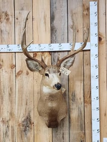 4x4 Mule Deer Shoulder Mount Taxidermy