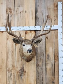 5x5 Mule Deer Shoulder Mount Taxidermy