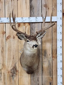5x5 Mule Deer Shoulder Mount Taxidermy