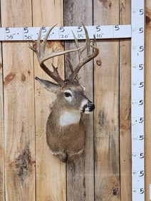 Main Frame 5x5 Wild Whitetail Shoulder Mount Taxidermy