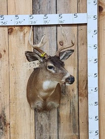 Columbian Blacktail Deer Shoulder mount Taxidermy