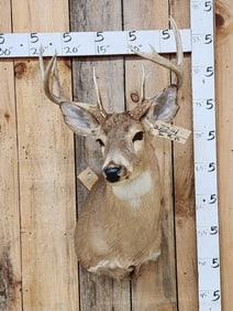 4x5 Whitetail Shoulder Mount Taxidermy