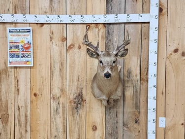 4x4 Whitetail Shoulder Mount Taxidermy