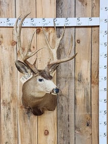 200 Class Mule Deer Shoulder Mount Taxidermy