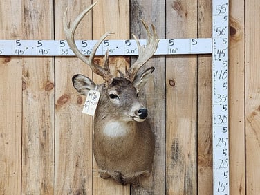 Wild Nontypical Whitetail Shoulder Mount Taxidermy