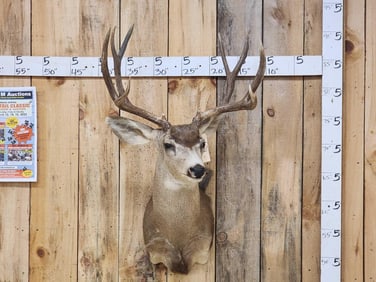 5x5 Mule Deer Shoulder Mount Taxidermy