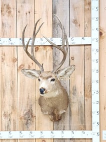 5x5 Mule Deer Shoulder Mount Taxidermy