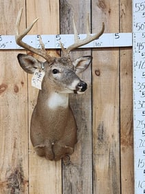 4x4 Whitetail Shoulder Mount Taxidermy