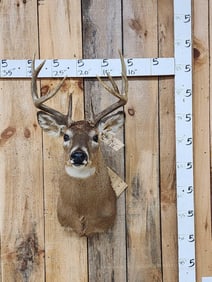 Main Frame 4x4 Whitetail Shoulder Mount Taxidermy