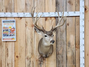 5x5 Mule Deer Shoulder Mount Taxidermy