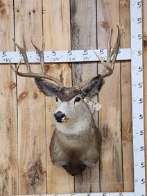 7x5 Mule Deer Shoulder Mount Taxidermy