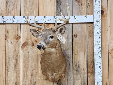 5x5 Whitetail Shoulder Mount Taxidermy