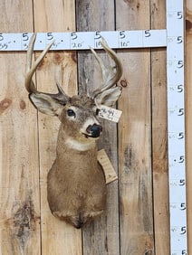 Vintage Nontypical Whitetail Shoulder Mount Taxidermy