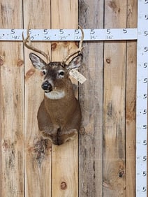 Freak 4x2 Whitetail Shoulder Mount Taxidermy
