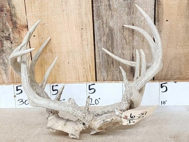 2 Sets Of Locked Whitetail Antlers On Skull plates