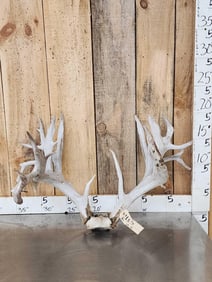 Huge 300 Class Whitetail Antlers On Skull Plate