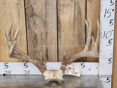Wild Iowa Main Frame 4x4 Whitetail Antlers On Skull Plate
