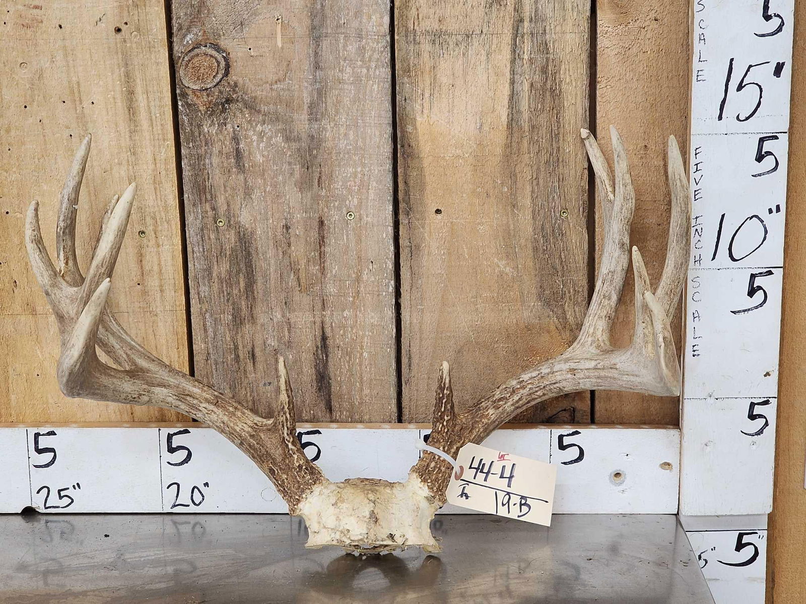 Wild Iowa Main Frame 4x4 Whitetail Antlers On Skull Plate (1 of 5)