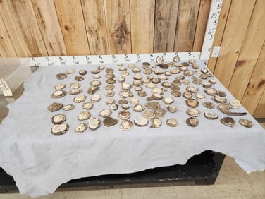 114 Elk Antler Burrs