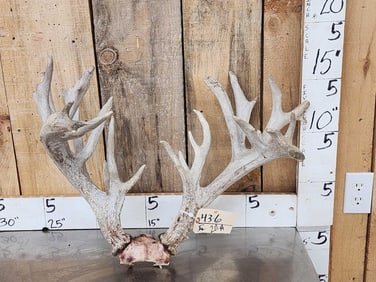 Gnarly Nontypical Whitetail Antlers On Skull Plate