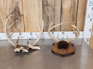 2 Sets Of Whitetail Antlers
