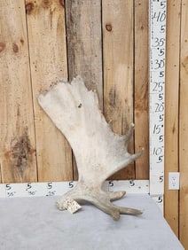14 Lbs Moose Shed Antler