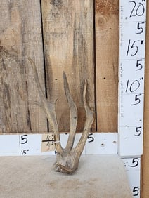 Rare Freak Triple Beam Fallow Deer Shed Antler