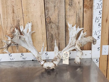 300 Class Whitetail Antlers On Skull Plate