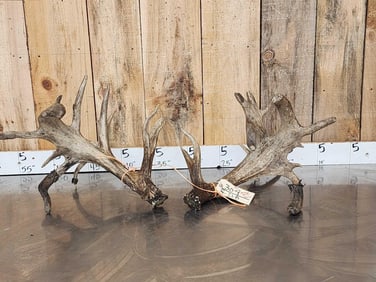 BIG Nontypical Droptine Whitetail Antlers